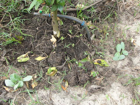 Plantação de abóboras 2